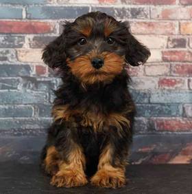 Yorkie-Poo