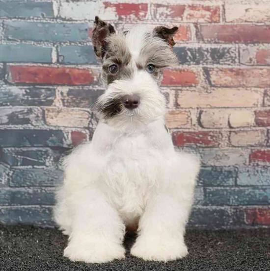 Mini Schnauzer