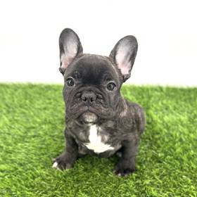 French Bulldog