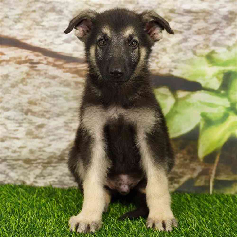 Image of a pet breed in the gallery