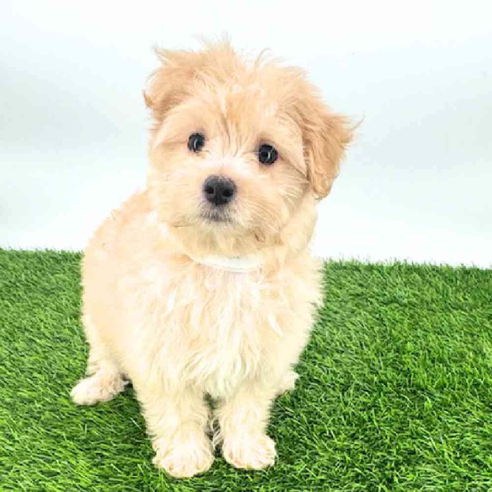Image of a pet breed in the gallery