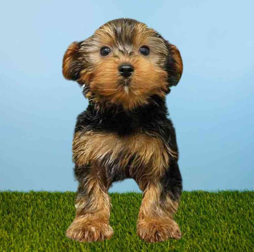 carousel pet images