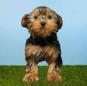 Yorkie