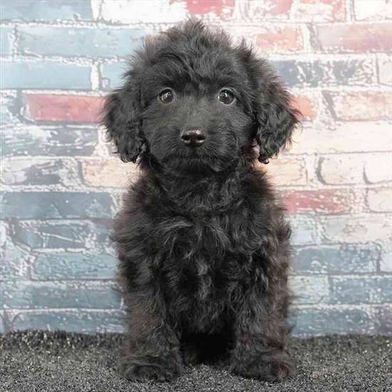 Doxie-poo