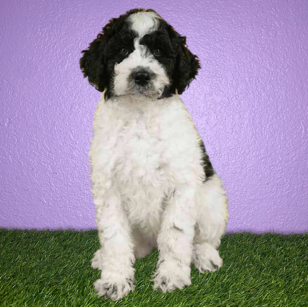 Female 2nd Gen Standard Bernedoodle Puppy for Sale in New Braunfels, TX