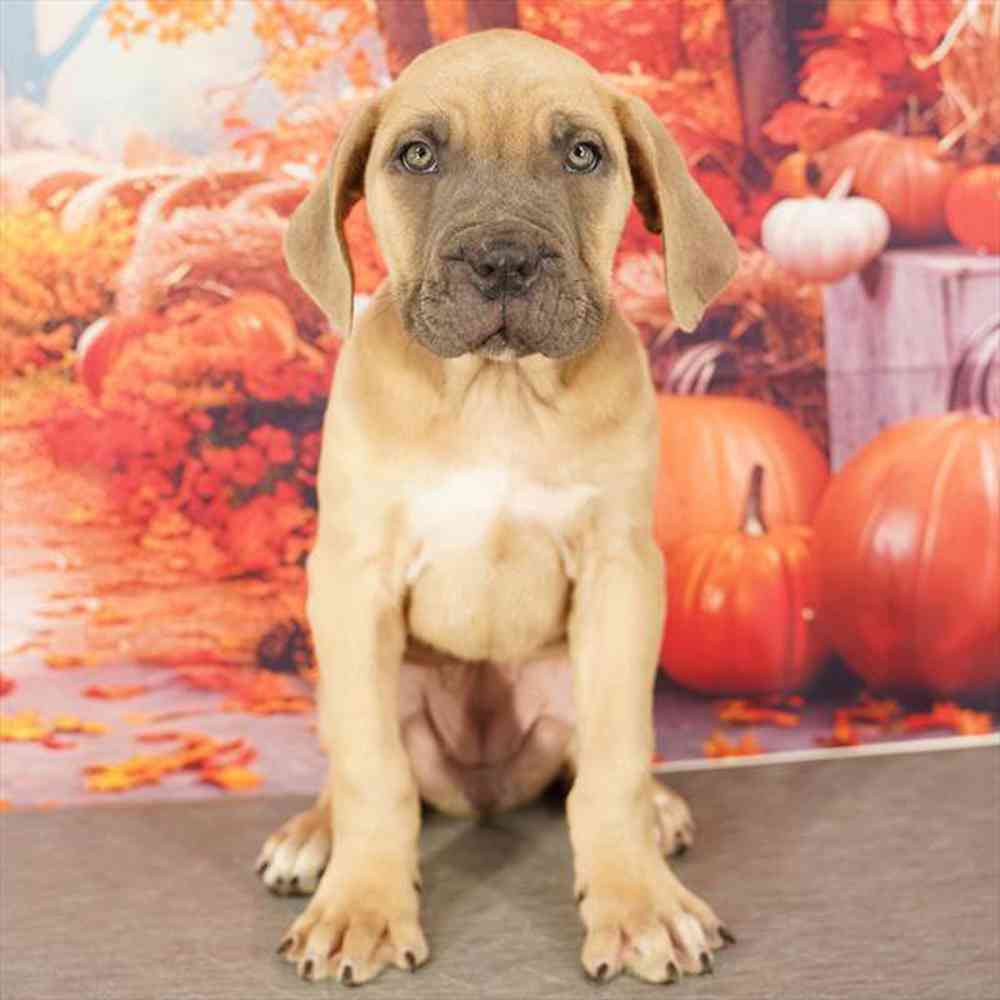 Image of a pet breed in the gallery