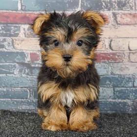 Yorkie