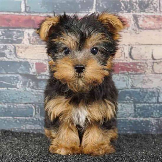 Yorkie
