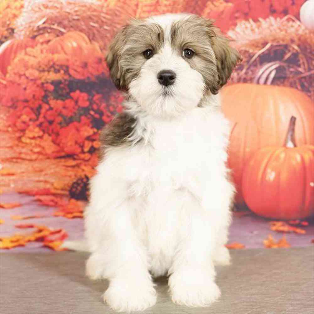 pet breed image