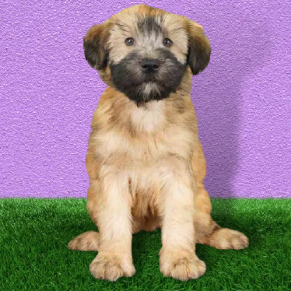 Female Soft Coated Wheaten Terrier Puppy for Sale in Marietta, GA