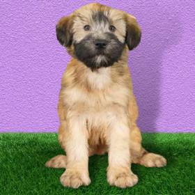 Soft Coated Wheaten Terrier