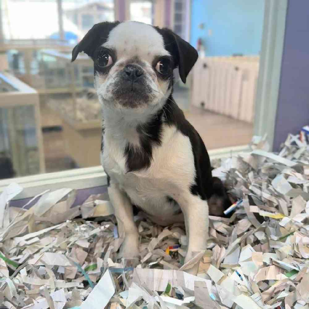 Image of a pet breed in the gallery