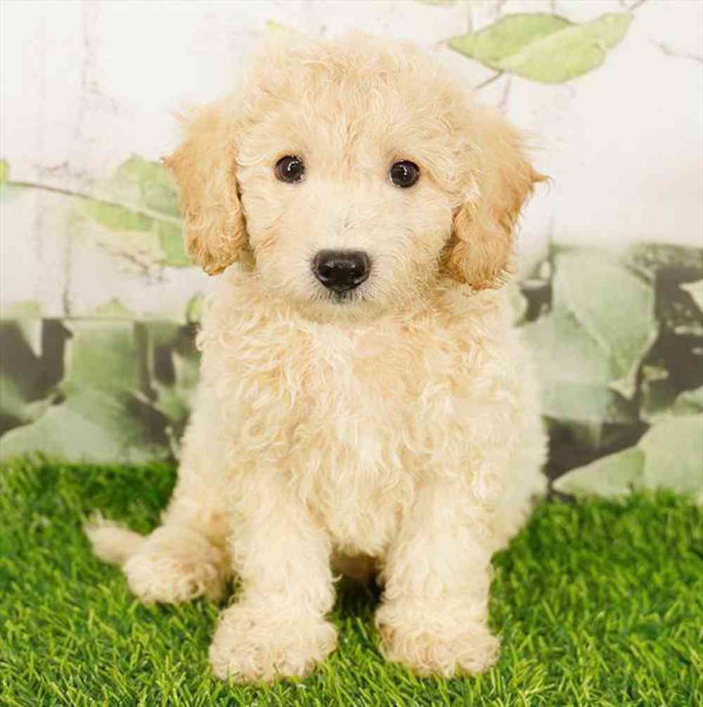 Image of a pet breed in the gallery