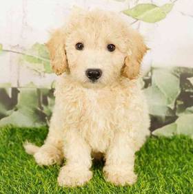 Bichapoo