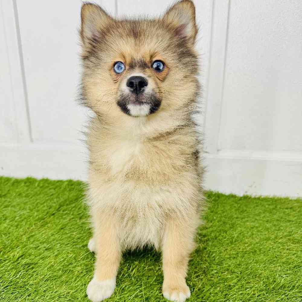 Image of a pet breed in the gallery