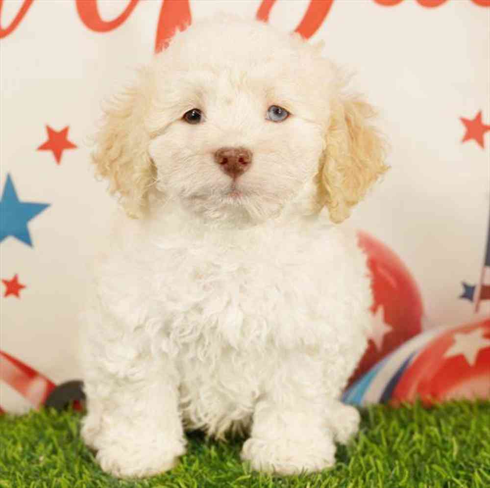 Image of a pet breed in the gallery