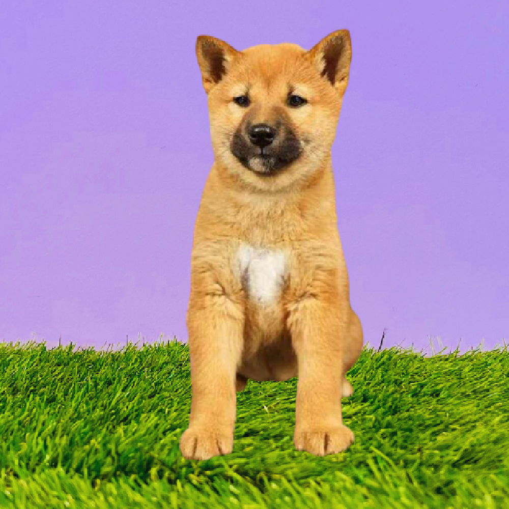 Male Shiba Inu Puppy for Sale in Marietta, GA