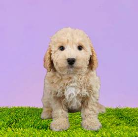 Bichapoo