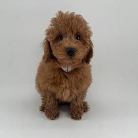 Poodle