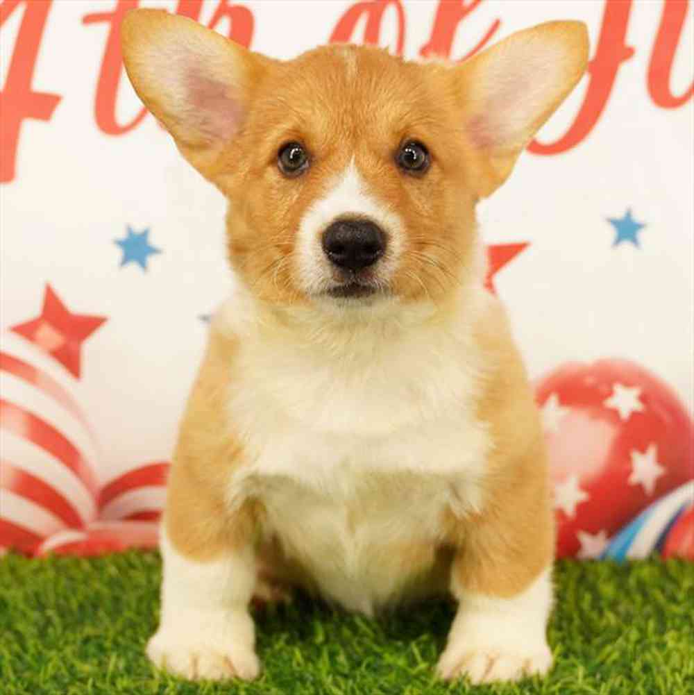 pet breed image