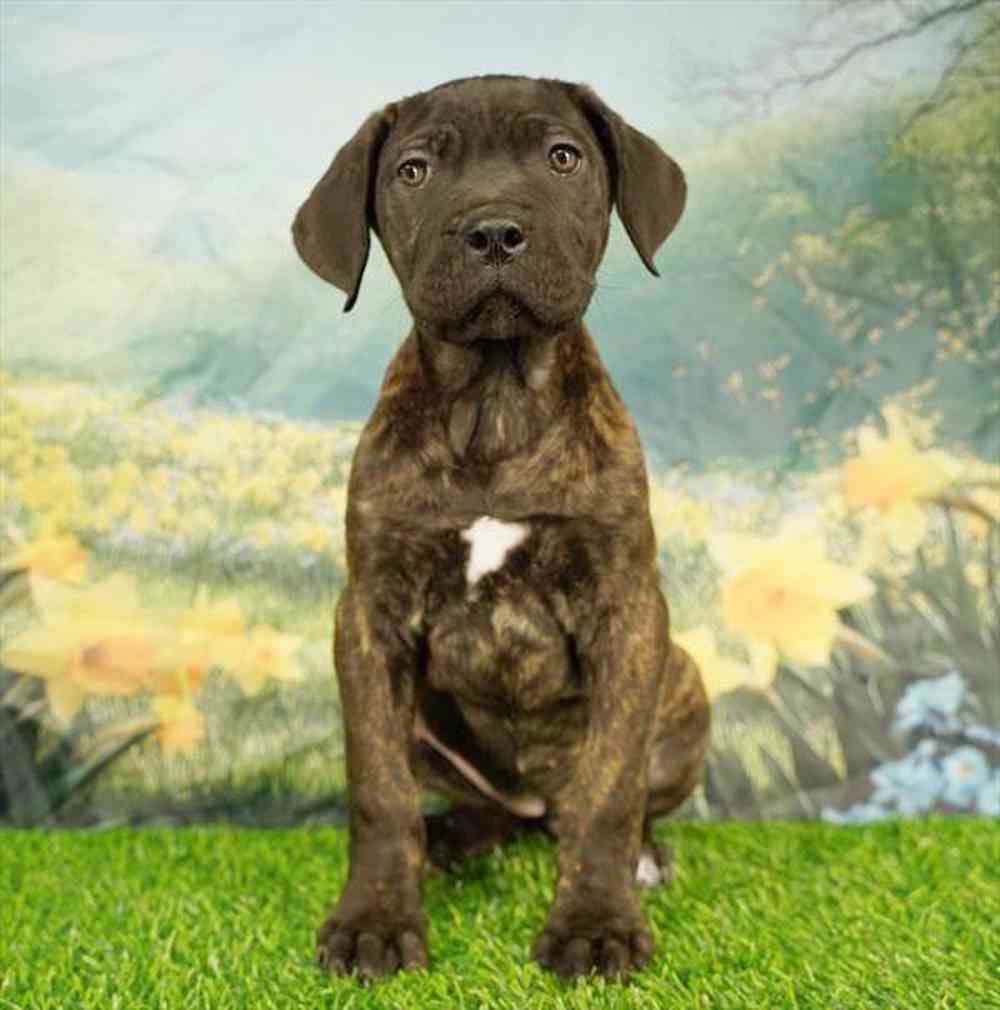 Image of a pet breed in the gallery