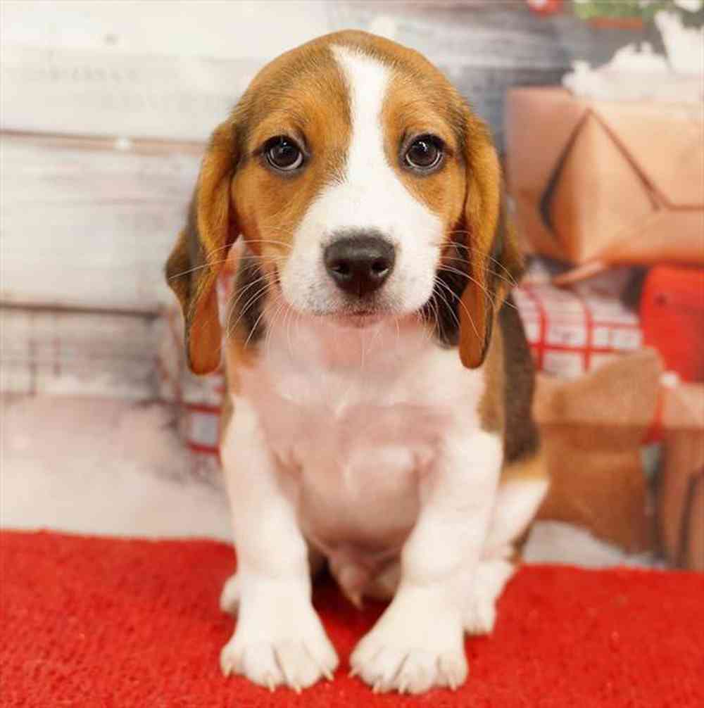 Image of a pet breed in the gallery