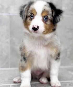 Toy Australian Shepherd