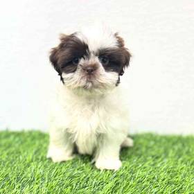Shih Tzu