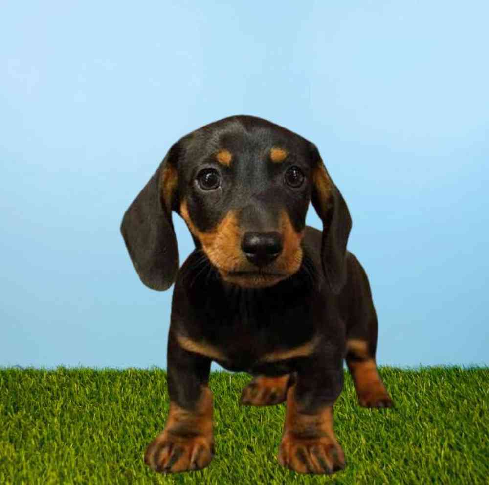 Male Dachshund Puppy for Sale in Meridian, ID