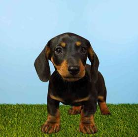 Dachshund