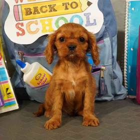 Cavalier King Charles Spaniel