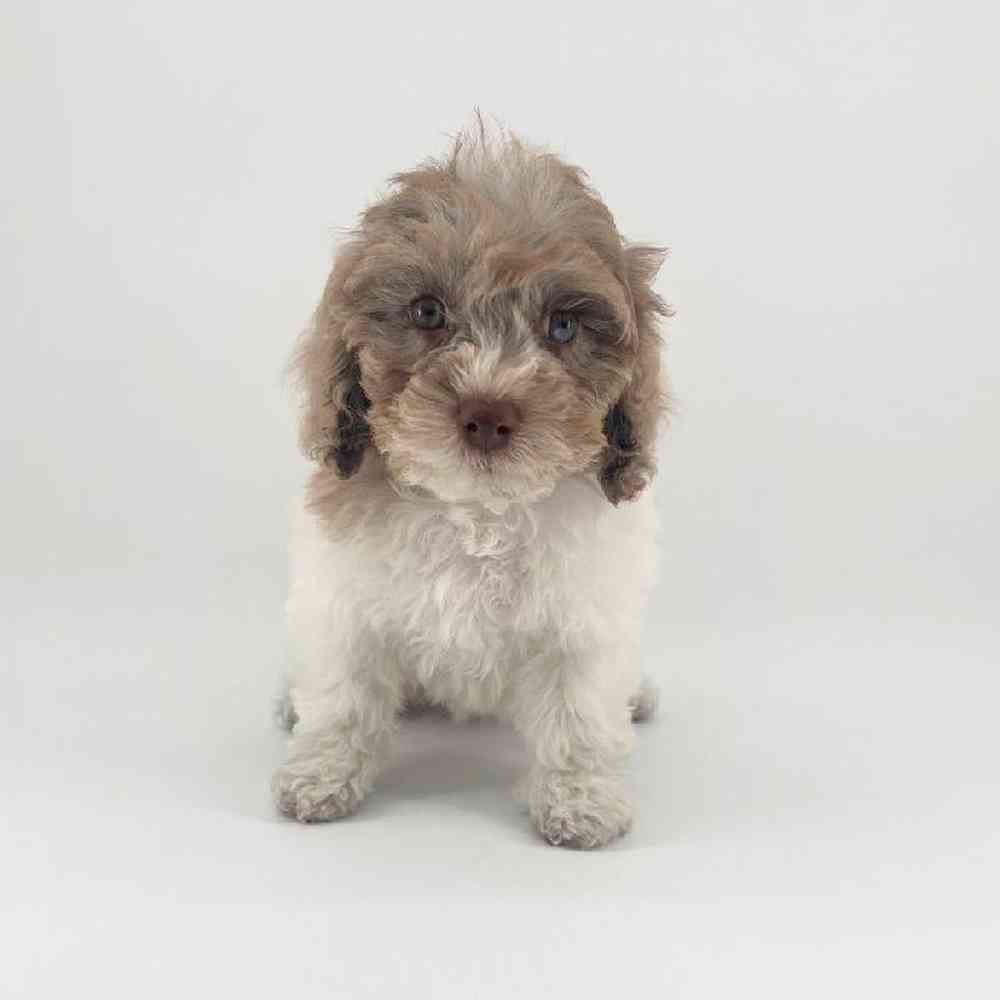 Image of a pet breed in the gallery