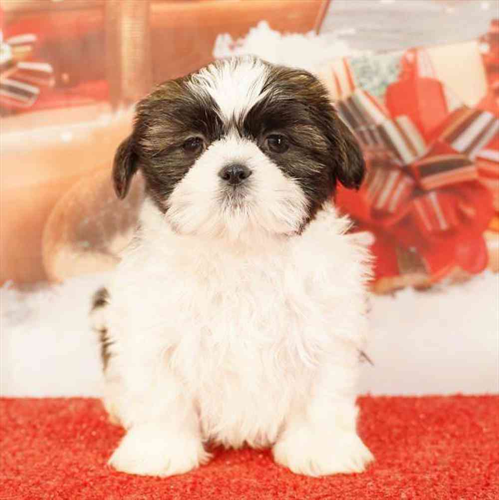 Image of a pet breed in the gallery