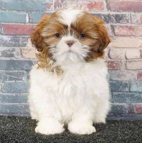 Shih Tzu