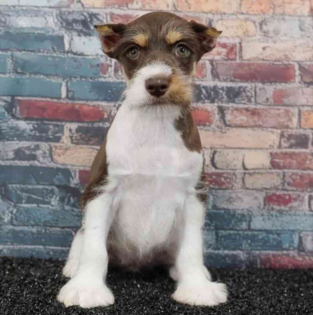 Image of a pet breed in the gallery