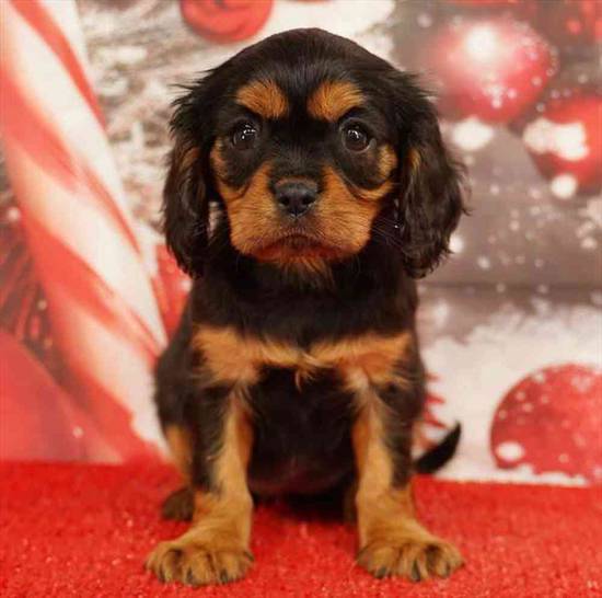Cavalier King Charles Spaniel