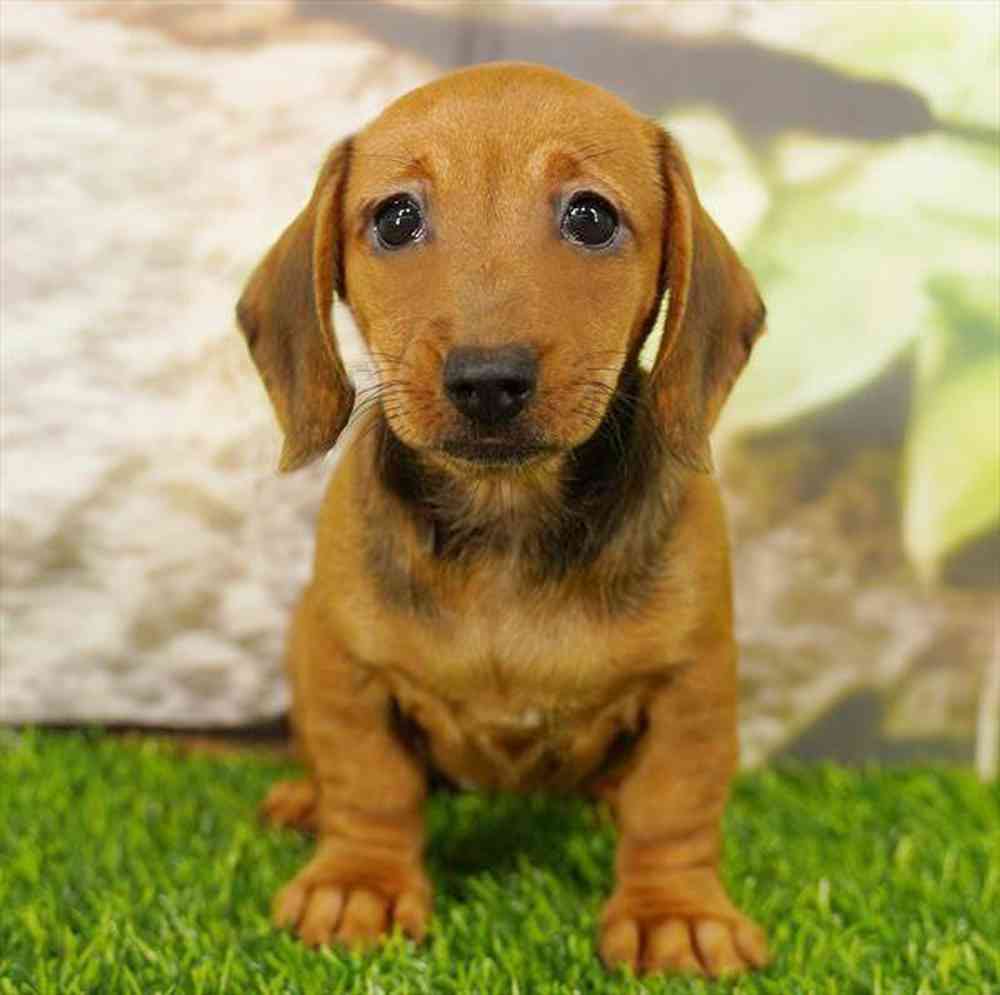 pet breed image