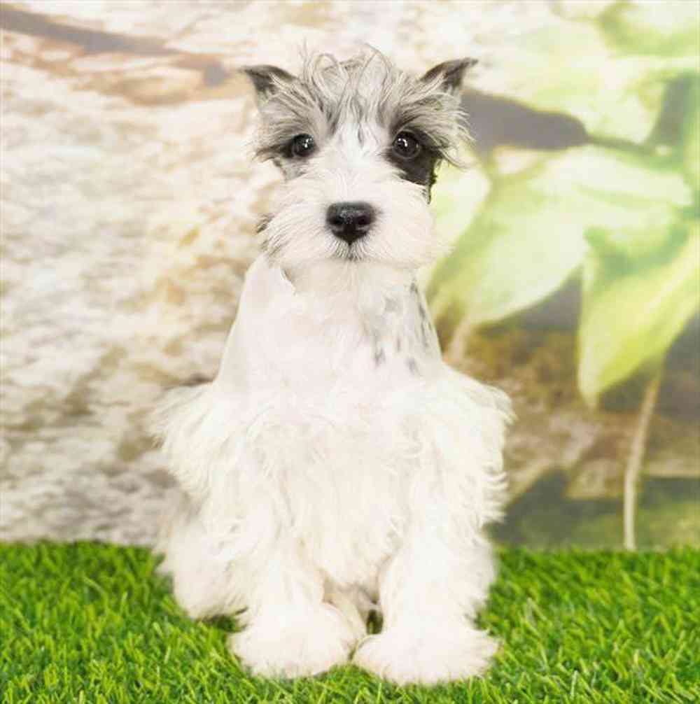 Image of a pet breed in the gallery