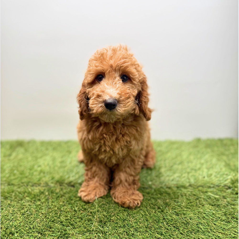pet breed image