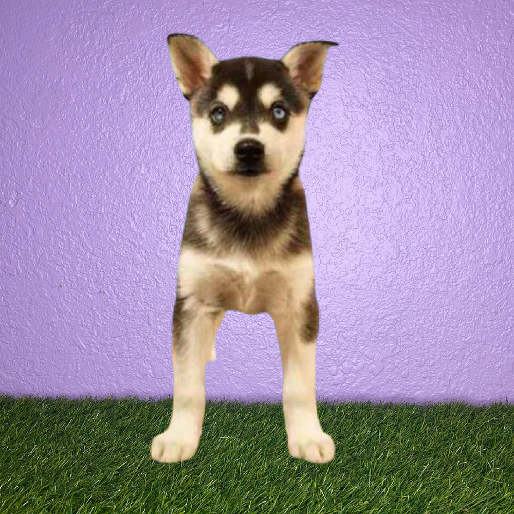 Female Alaskan Klee Kai Puppy for Sale in Pasadena, TX