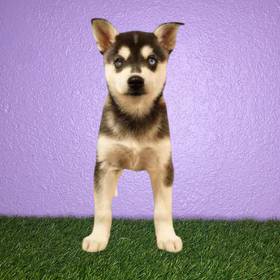 Alaskan Klee Kai