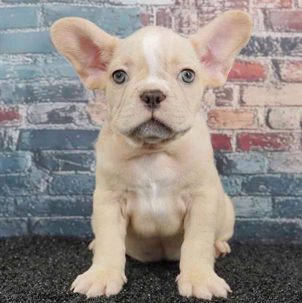 Image of a pet breed in the gallery