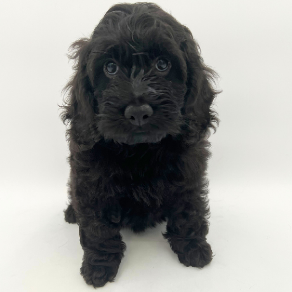 Female Cockapoo Puppy for Sale in Marietta, GA