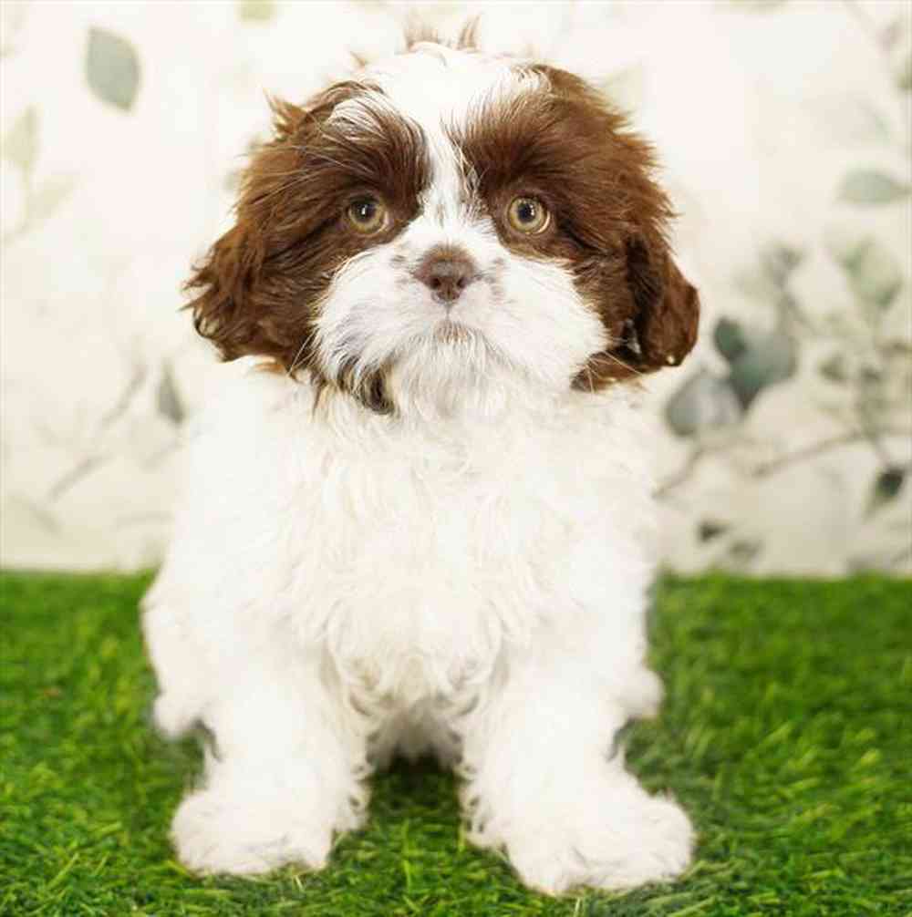 carousel pet images