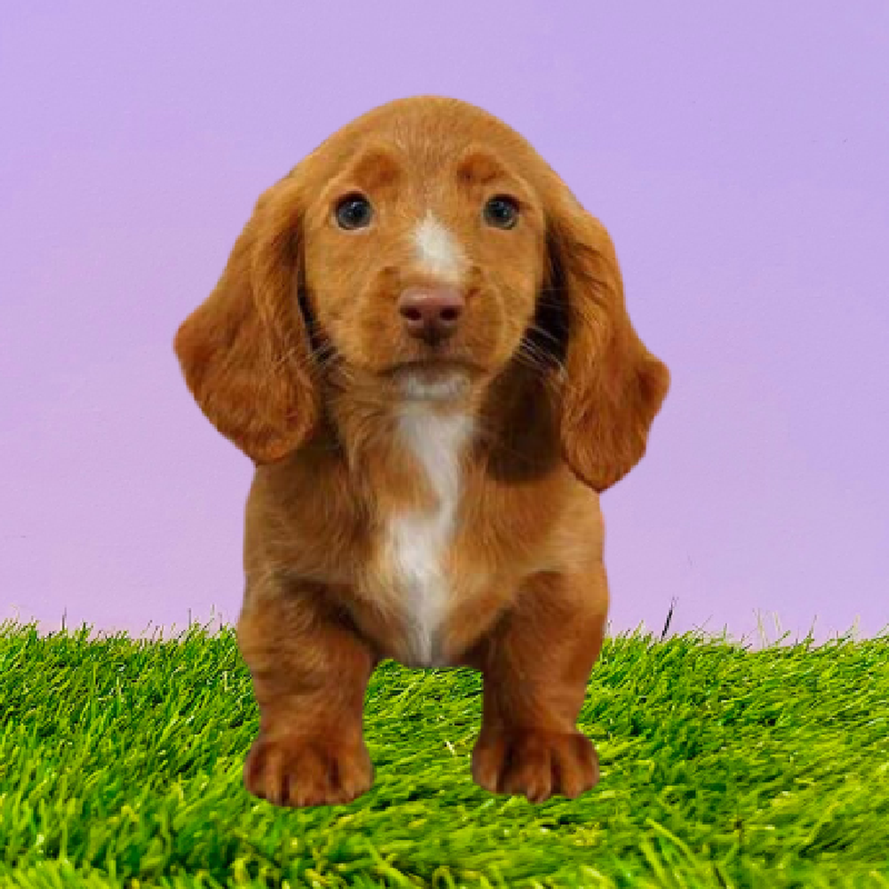 Female Dachshund Puppy for Sale in Marietta, GA