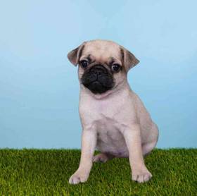 Pug