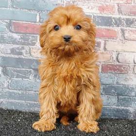 Cavapoo