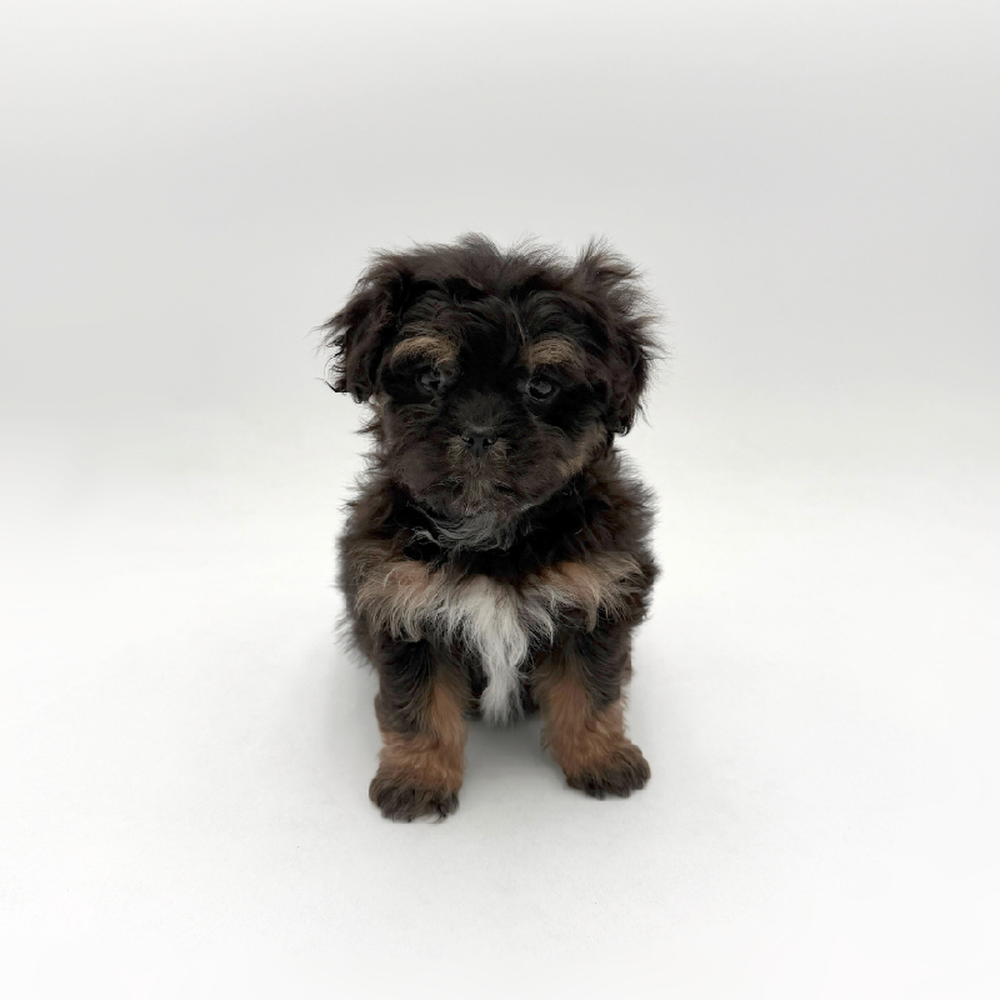 Image of a pet breed in the gallery