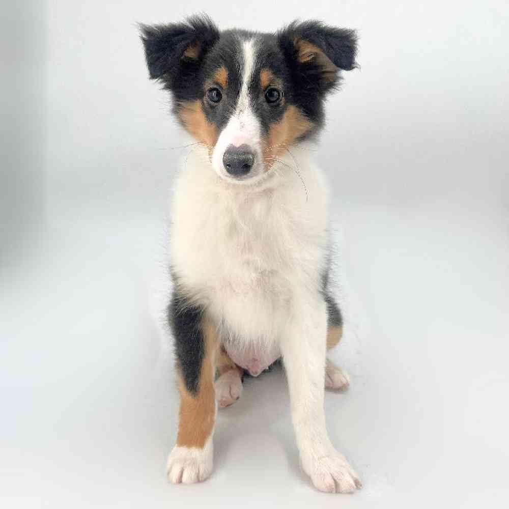 Image of a pet breed in the gallery
