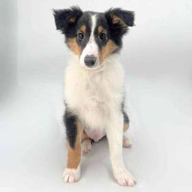 Sheltie
